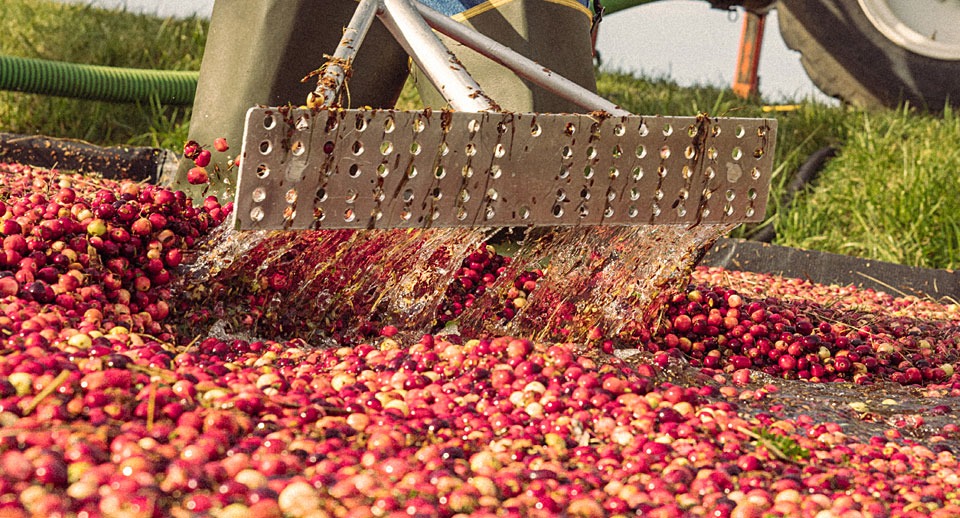 How science can pull more value from existing crops