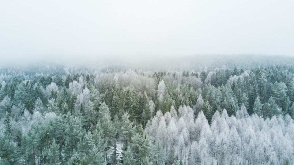 Picture of trees covered in snow