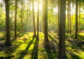 Ipsos Sustainability 2021 Webinar