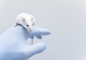 Recherche animale | Ipsos | Gricor